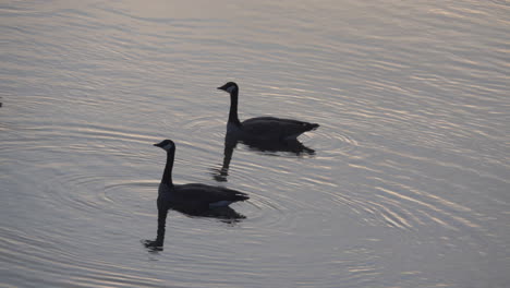 Idaho-Gänse-Schwimmen