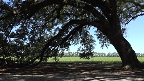 Louisiana-Thibodaux-Campo-De-Caña-Y-Roble-Vivo