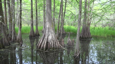 Louisiana-bases-of-cypress-trees