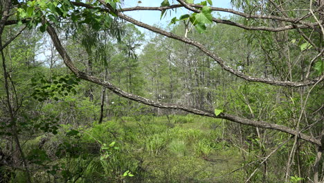 Louisiana-Zweige-über-Sumpf-Am-See-Martin