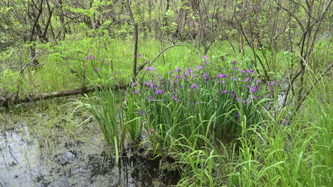 Louisiana-cluster-of-purple-iris-in-swamp