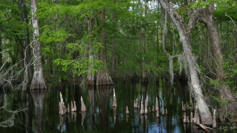 Pantano-De-Cipreses-De-Luisiana-Con-Pan-De-Rodillas-Izquierda