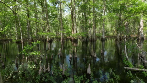 Louisiana-Zypressensumpf-Mit-Reflexionen
