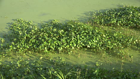 Louisiana-duckweed-and-mud-plantain-on-swamp-water-zoom-in