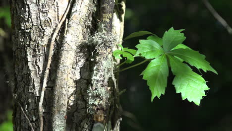 Louisiana-green-leaf-on-vine-in-swamp