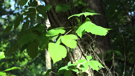 Louisiana-leaves-on-vine-on-tree
