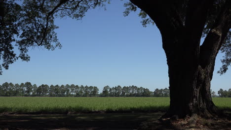 Louisiana-live-oak-and-cane-field