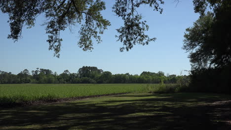 Louisiana-Lebende-Eichenblätter-Und-Zuckerrohrfeld