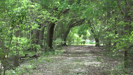 Louisiana-path-in-woods