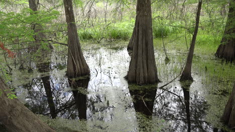 Louisiana-reflection-of-tree-trunks-in-swamp