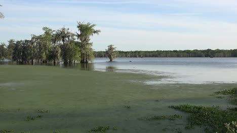 Vista-Del-Pantano-De-Louisiana-Con-Lenteja-De-Agua-En-Bandeja-De-Agua