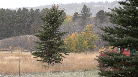 Montana-snow-falling-on-trees-and-field