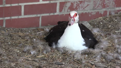 Muscovy-duck-with-feathers-moves-head