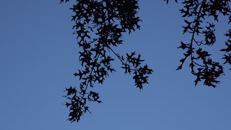 Oak-leaves-against-a-blue-sky