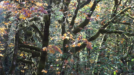 Oregon-Fallen-Blätter-Und-Zweige-Heran