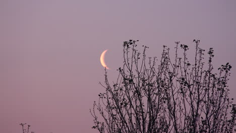 Arbusto-Con-Luna-En-El-Fondo