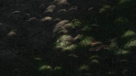 Solar-eclipse-shadows-crescent-moon-shape