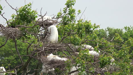 Texas-egrets-nesting