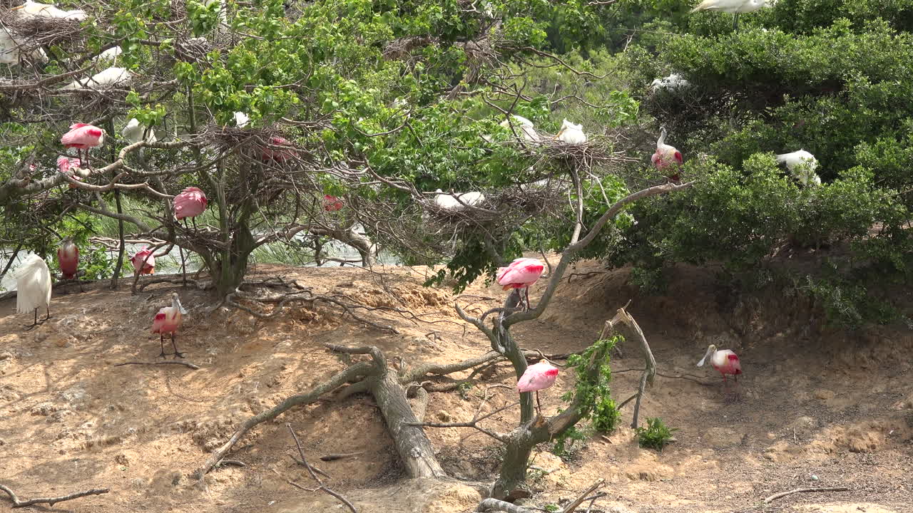 Texas Island Rookery With Spoonbills And Egrets Free Stock Video ...