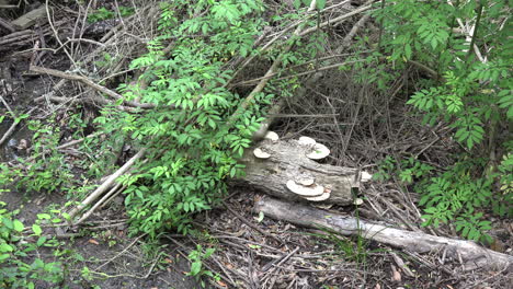 Texas-Pilz-Auf-Baumstamm-Vergrößern