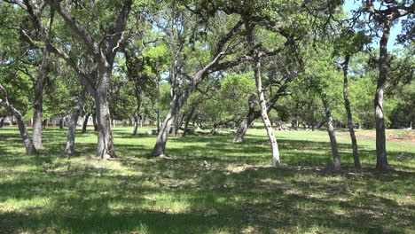 Robles-De-Texas-En-Hill-Country