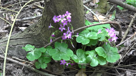 Texas-oxalis-against-tree-trunk