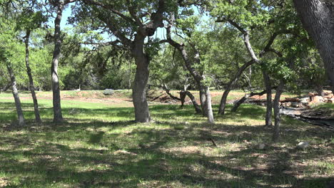 Texas-post-oak-savanna-in-hill-country