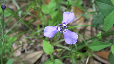 Flor-Morada-De-Texas-En-El-Suelo