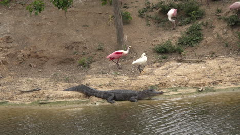 Texas-spoonbill-and-heron-walk-by-an-alligator
