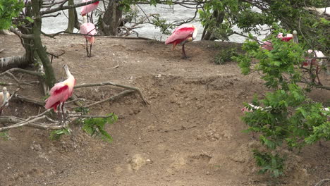 Texas-spoonbills-walking-away-pan