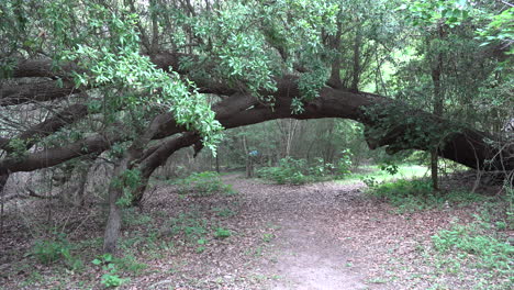 Texas-tree-arches-over-woodland-path