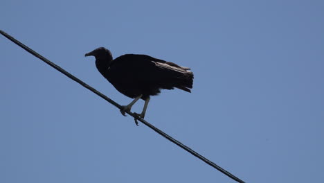 El-Buitre-De-Texas-Extiende-Sus-Alas-Y-Camina-Sobre-Cables