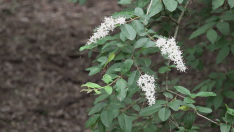 Texas-Weiße-Blumen-Und-Insekten