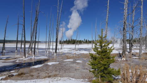 Yellowstone-Vista-De-La-Cuenca-Inferior-Del-Géiser-Con-árboles-Muertos