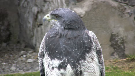 Ecuador-Falke