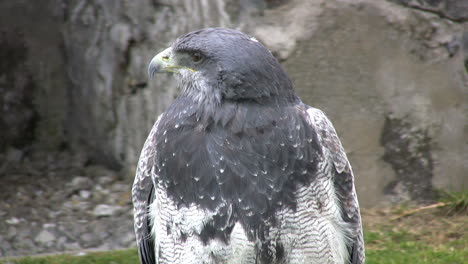 Halcón-De-Ecuador