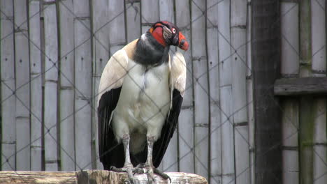 Ecuador-König-Geier