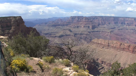 Arizona-Grand-Canyon-with-flowers