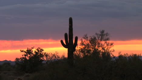 Arizona-desert-sunset-with-a-saguaro-cactus