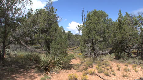 Arizona-Gran-Cañón-Enebro