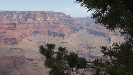 Escena-Del-Gran-Cañón-De-Arizona-Con-Pino