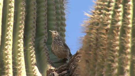 Arizona-saguaro-bird-flies-by-globescope