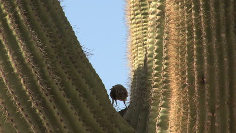 Arizona-Saguaro-Vogel8