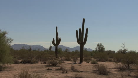 Arizona-Saguaro-Zoomt-Rein
