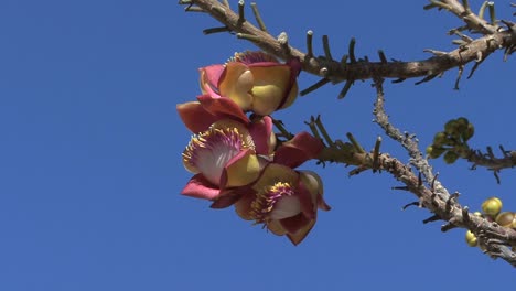 Camboya-Flores-Rosas