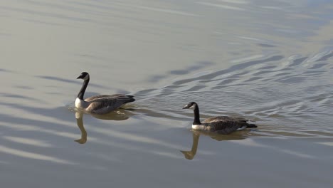 Canada-geese-swimming