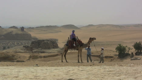 Ägypten-Kamel-In-Gizeh