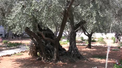 Israel-Olive-tree-Jerusalem