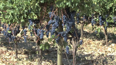 Nemea-Saint-George's-grapes