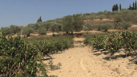 Nemena-landscape-with-grapevines